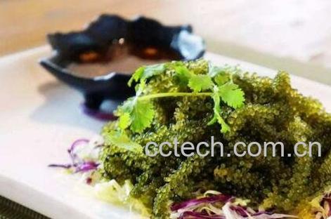 海葡萄的功效与作用-0