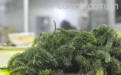 海葡萄的功效与作用-1