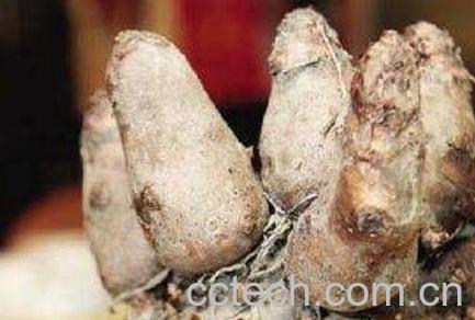 鸡爪芋的功效与作用 鸡爪芋的药用价值-1