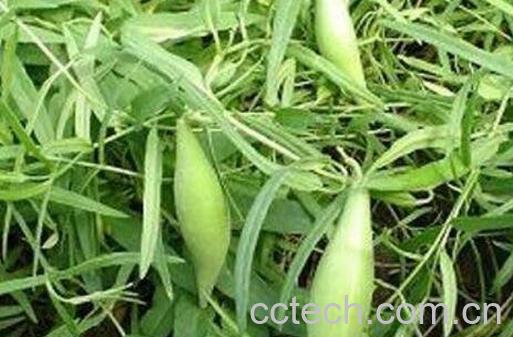 地稍瓜的功效与作用及药用价值-0