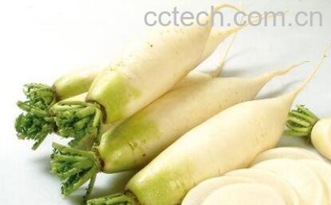枯萝卜的作用与功效 枯萝卜的药用价值-0