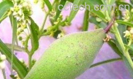 地稍瓜的功效与作用及药用价值-1