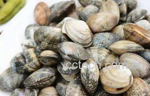 花蛤怎么洗 花蛤的最快清洗方法-1