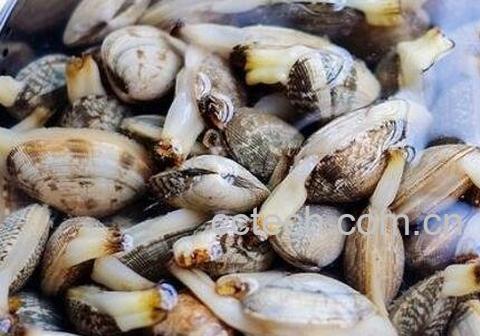 花蛤怎么洗 花蛤的最快清洗方法-0