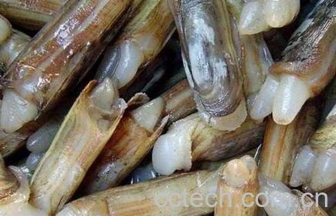 蛏子怎么洗又快又净 蛏子清洗教程-0