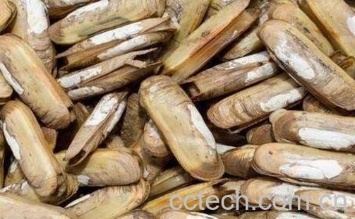 蛏子怎么洗又快又净 蛏子清洗教程-1