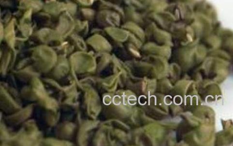 绿豆皮的功效与作用及药用价值-1