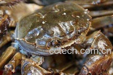 大闸蟹怎么洗 大闸蟹的清洗方法教程-1