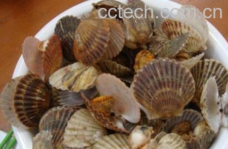 扇贝怎么洗 扇贝的清洗方法教程-1