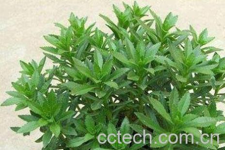 家庭救心菜的种植方法-1