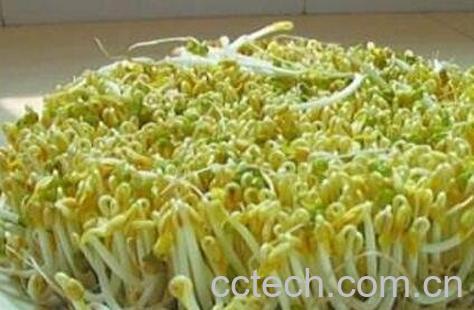 绿豆芽的功效与作用-0