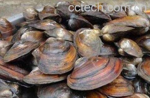 河蚌怎么洗干净 清洗河蚌的技巧-1