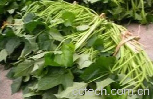 红薯藤的营养价值和药用价值-0