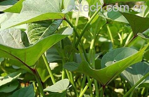 红薯藤的营养价值和药用价值-1