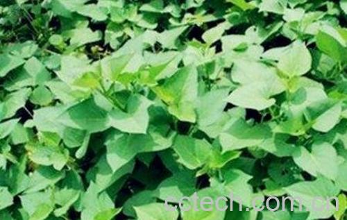 红薯藤的功效与作用-1