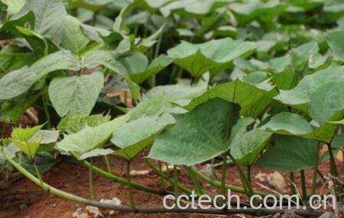 红薯藤的功效与作用-0