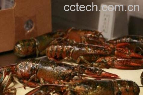 大龙虾怎么洗干净 -0