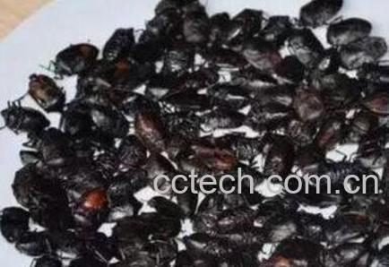 打屁虫的营养价值-0