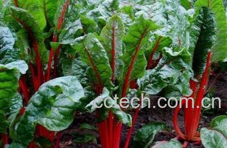 红梗的功效与食用价值-0