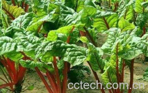 红梗的功效与食用价值-1