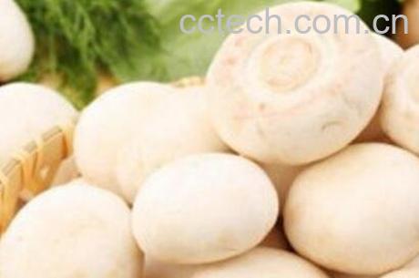 白蘑的药用价值-0