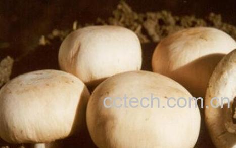 白蘑的药用价值-1