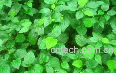 假X叶的食用方法-0