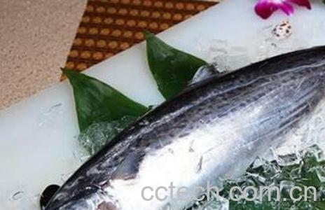 吃马鲛鱼的副作用 怎么挑选马鲛鱼-0