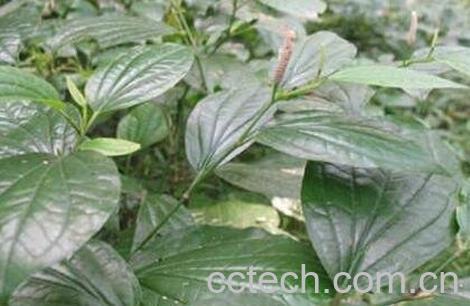 假X叶的食用方法-1