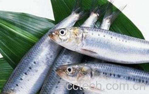 吃马鲛鱼的副作用 怎么挑选马鲛鱼-1