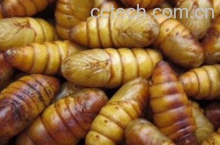 虫蛹的功效与作用-1