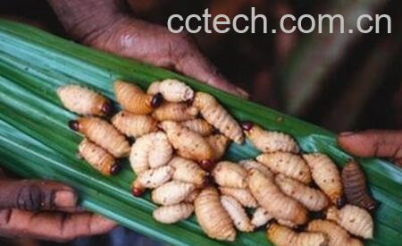 虫蛹的功效与作用-0