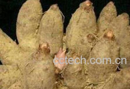 鸡爪芋的作用与功效及禁忌-0