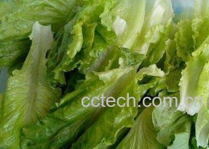 春菜与什么相克-0