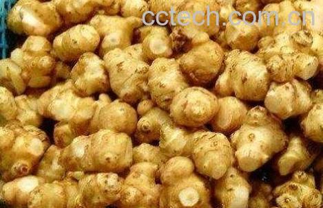 云南蔬菜菊芋图片及功效-1
