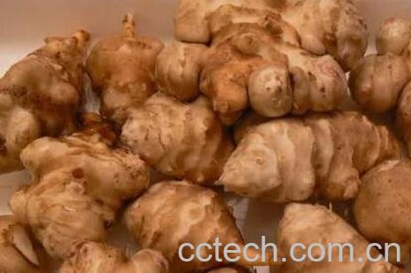 云南蔬菜菊芋图片及功效-0