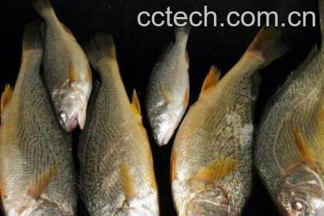 黄姑鱼和白姑鱼的区别-0