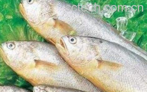 黄姑鱼和白姑鱼的区别-1