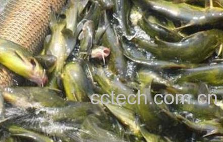 黄鸭鱼和什么相克-1