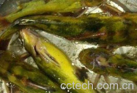 黄鸭鱼和什么相克-0