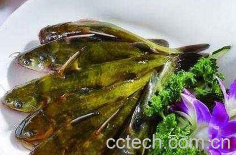 黄腊丁和什么相克-0