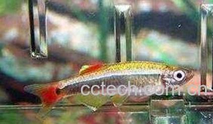 金丝鱼跟什么相克-0