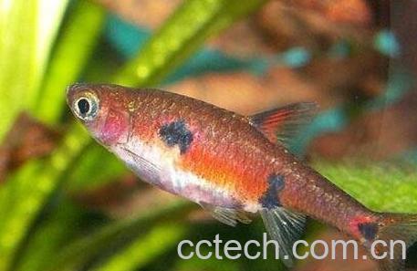 金丝鱼跟什么相克-1