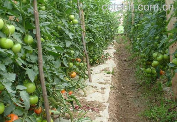果蔬百科北方露天西红柿种植技术-0
