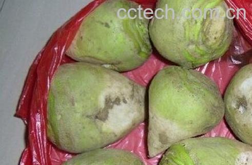 芥菜头的功效与作用-0