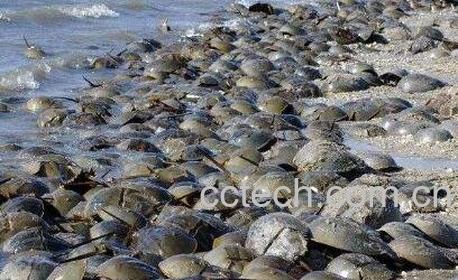 吃鲎鱼与什么相克-1