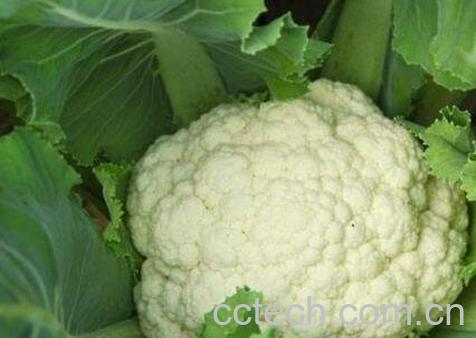 白菜花与什么相克-1