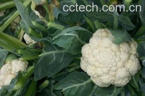 白菜花与什么相克-0