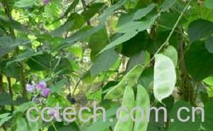 果蔬百科扁豆-0