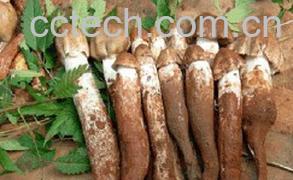 果蔬百科鸡纵菌-0